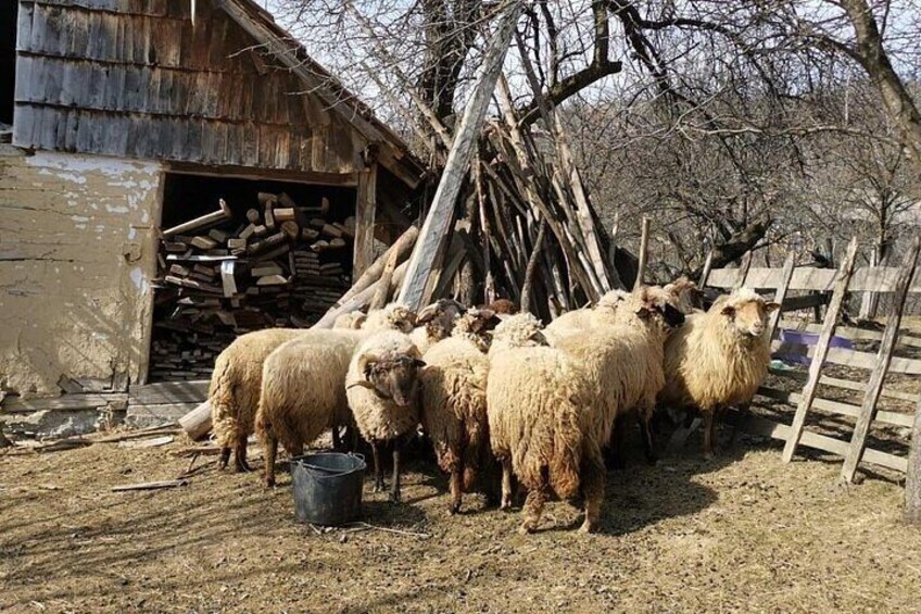 Original Carpathian Village Experience and Sinaia in one day tour