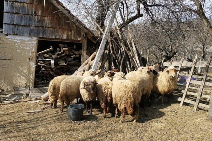 Original Carpathian Village Experience and Sinaia in one day tour
