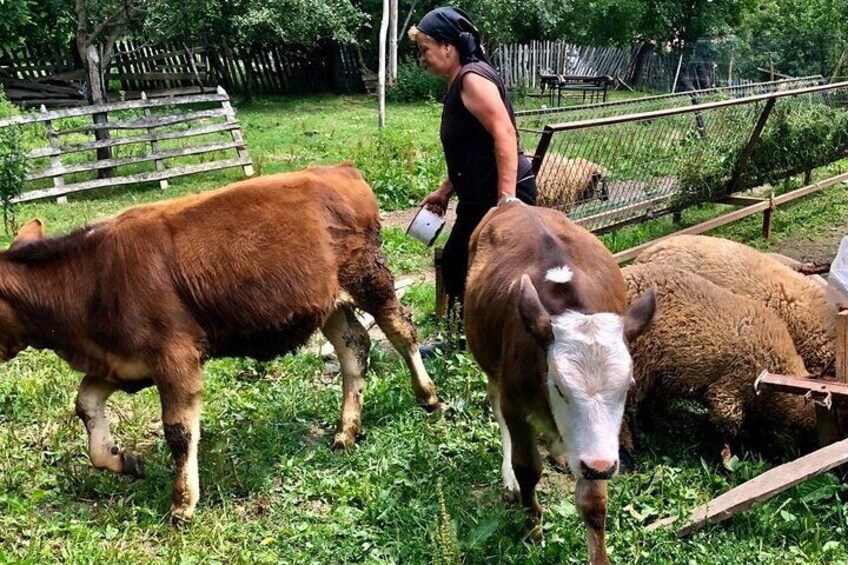 Original Carpathian Village Experience and Sinaia in one day tour