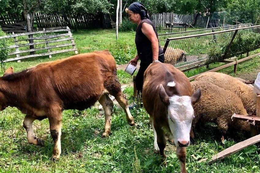 Original Carpathian Village Experience and Sinaia in one day tour