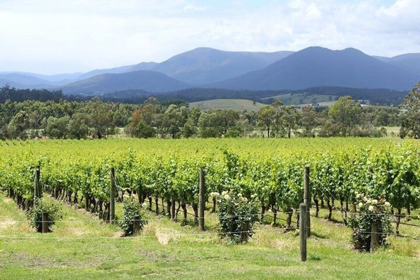 Domaine Chandon Vineyard