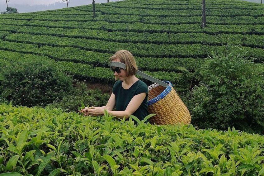 Tea Trail Walking Tour in Munnar