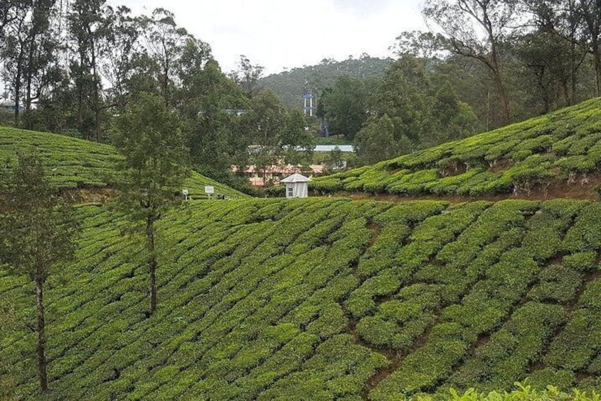 Tea Trail Walking Tour in Munnar