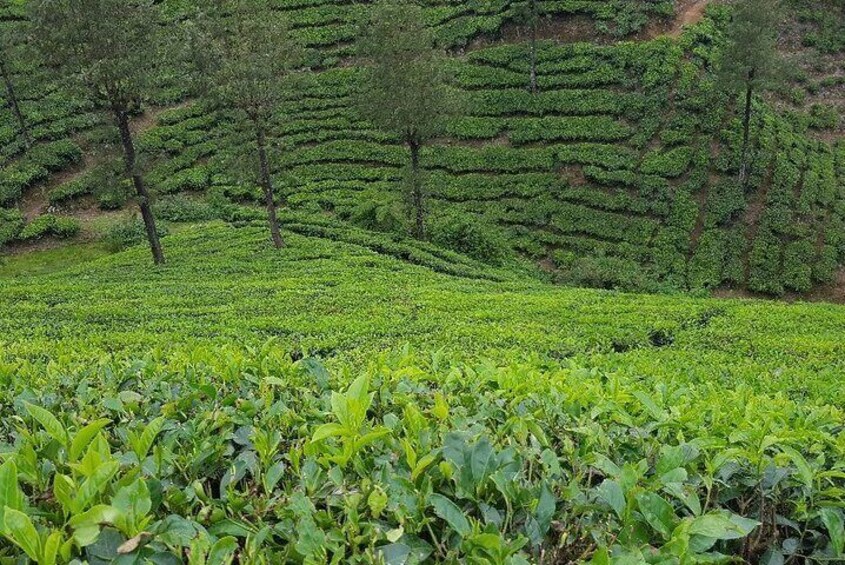 Tea Trail Walking Tour in Munnar