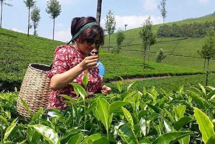 Munnar Tea Trail with Factory Experience ( By Munnar Info)