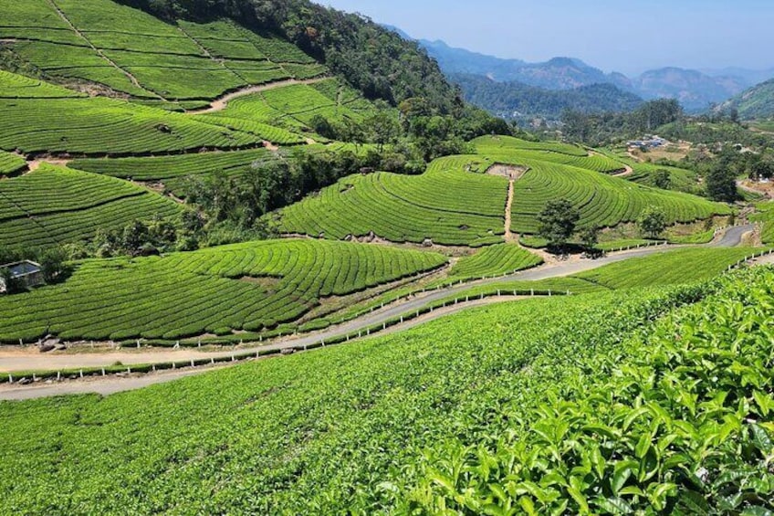Tea Plantation Walk with Sunset View (By Munnar Info)