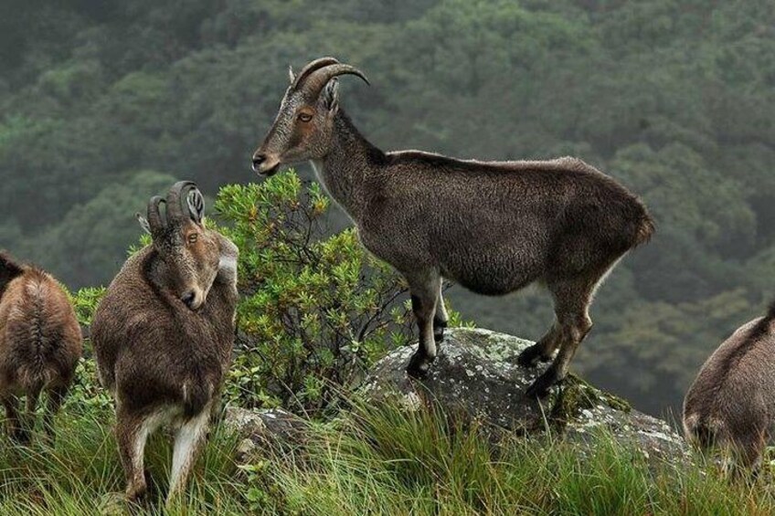 Eravikulam national park