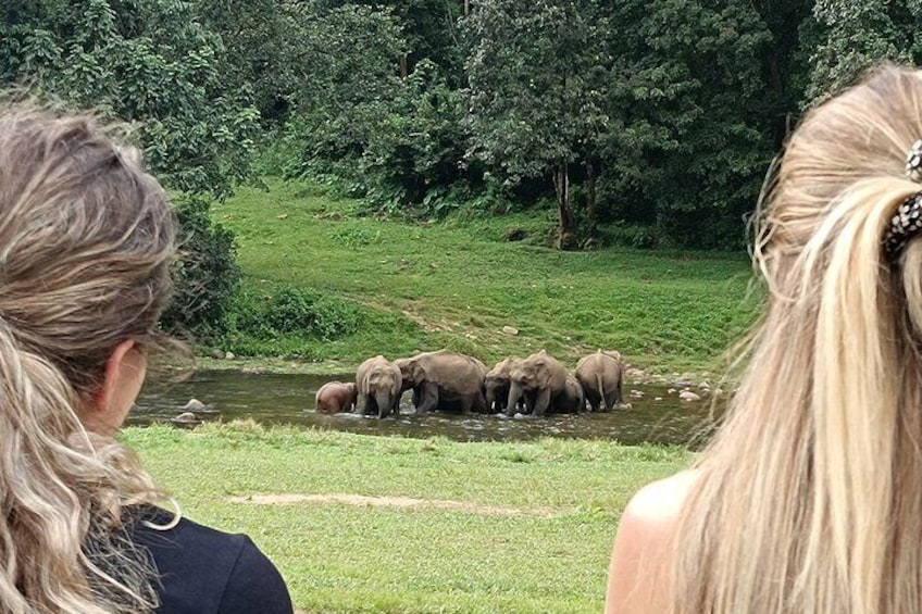 Explore Wild elephants