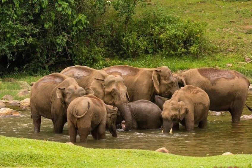 Wild Elephant Village( Anakulam) Visit ( full day village jeep tour)