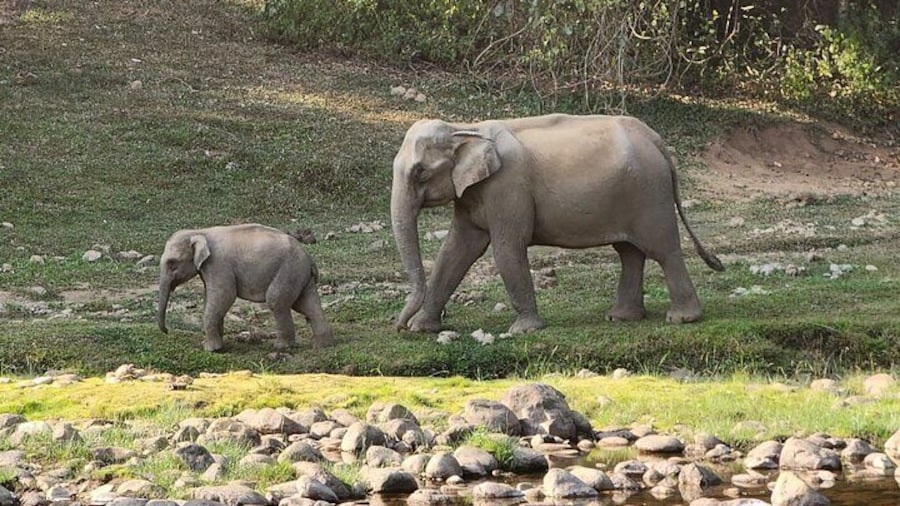 Anakulam Wild Elephant Village life tour