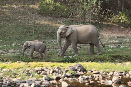 Anakulam Wild Elephant Village life tour ( By Munnar Info)