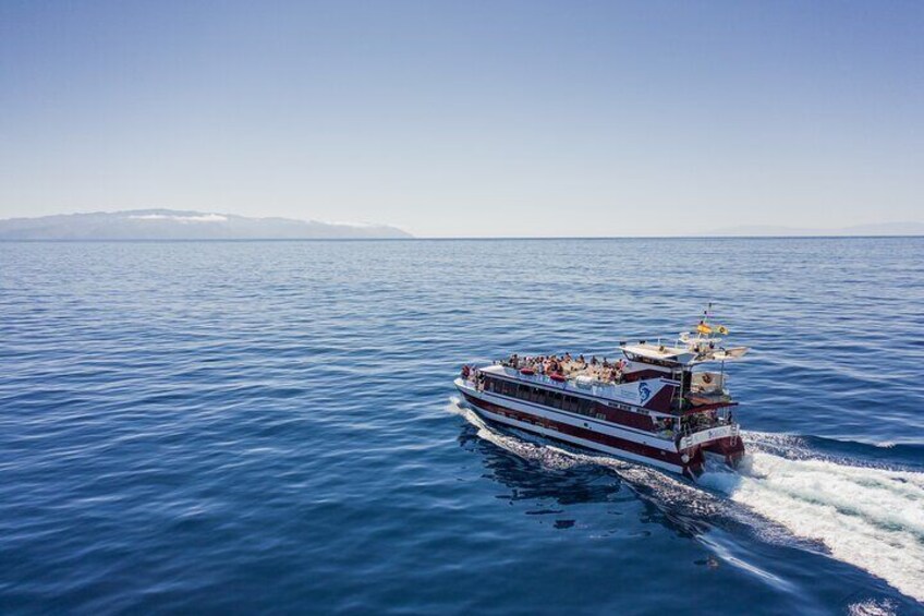 4'5Hour Dolphin & Whale Watching - Los Gigantes Masca - Lunch & Swim