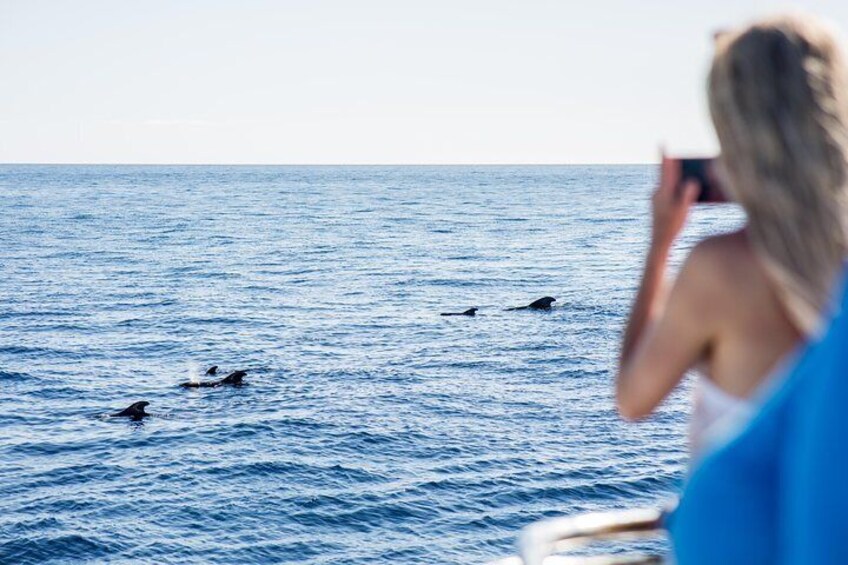 Pilot Whales