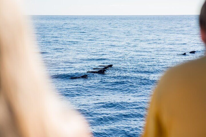 4'5Hour Dolphin & Whale Watching - Los Gigantes Masca - Lunch & Swim