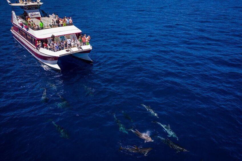 4'5Hour Dolphin & Whale Watching - Los Gigantes Masca - Lunch & Swim