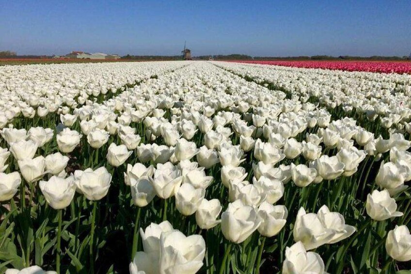 In the morning, we drive to the tulip fields near the coast of Holland.