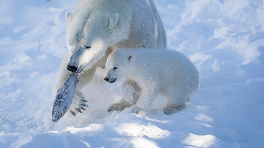 Private Guided Lapland Ranua Zoo tour from Rovaniemi