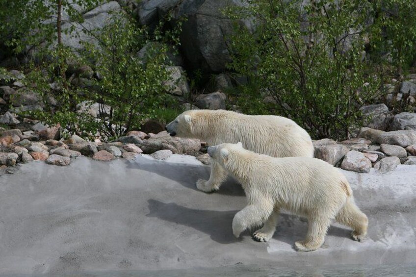 Private Guided Lapland Ranua Zoo tour from Rovaniemi
