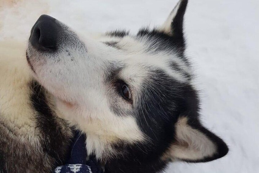 Dogsled Adventure Kiruna