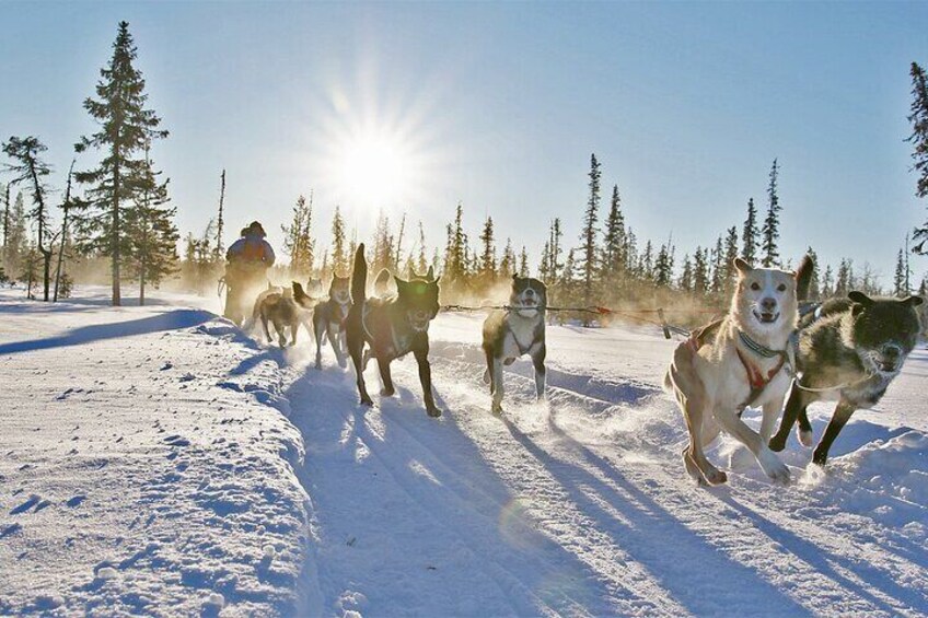 Dogsled Adventure Kiruna