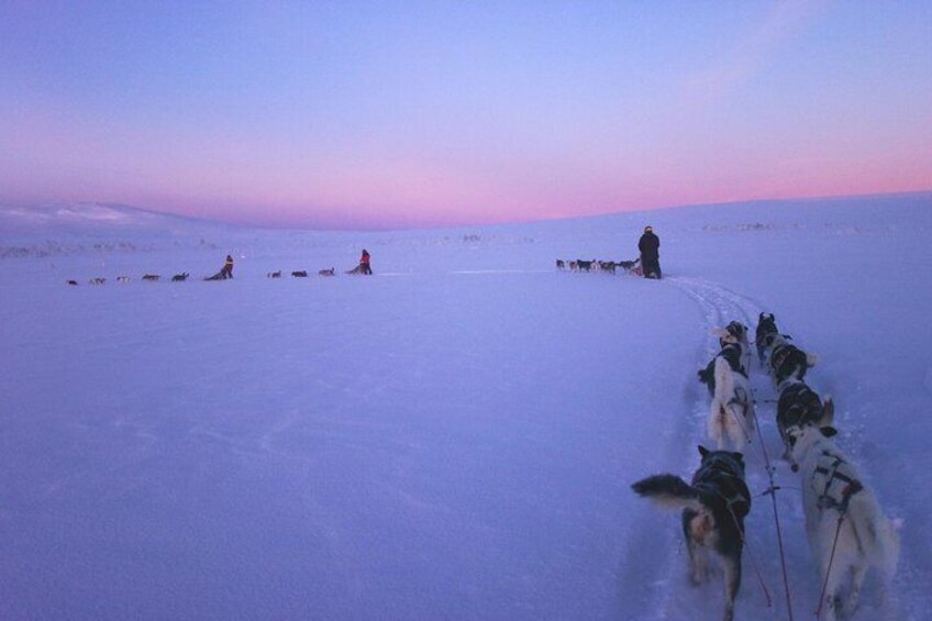 Dogsled Adventure Kiruna