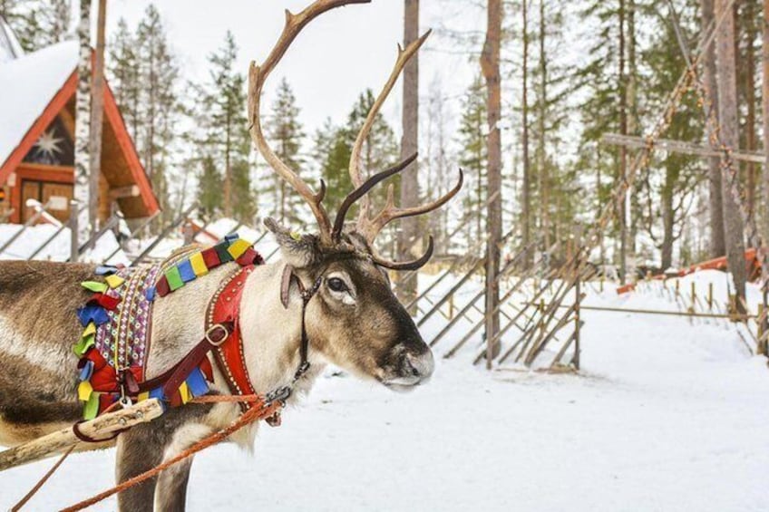 Lapland Reindeer and Husky Safari from Levi