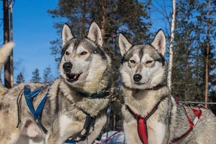 Lapland Reindeer and Husky Safari from Levi