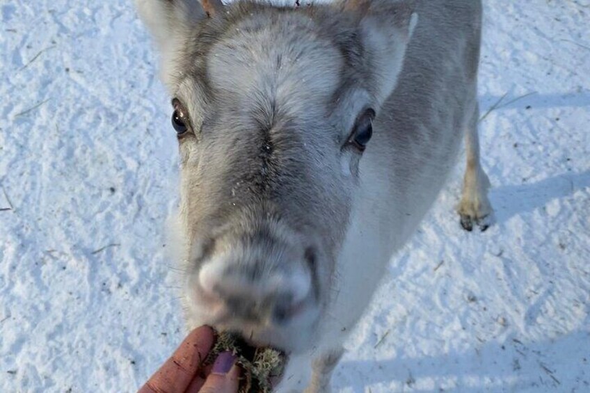 Lapland Reindeer and Husky Safari from Levi