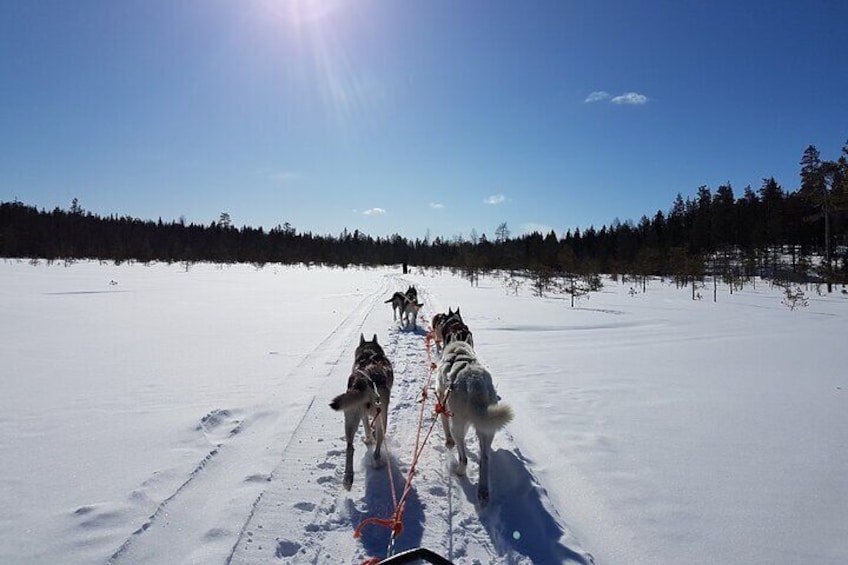 Lapland Reindeer and Husky Safari from Levi