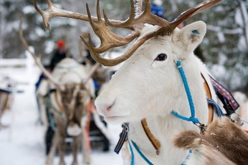 Lapland Reindeer and Husky Safari from Rovaniemi