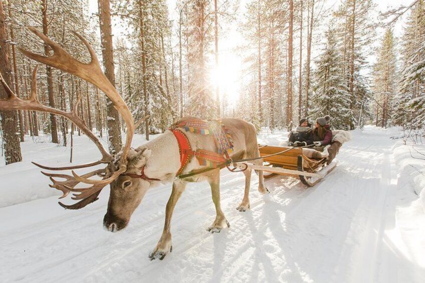 Lapland Reindeer and Husky Safari from Rovaniemi