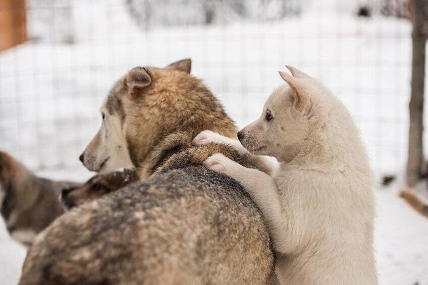 husky safari