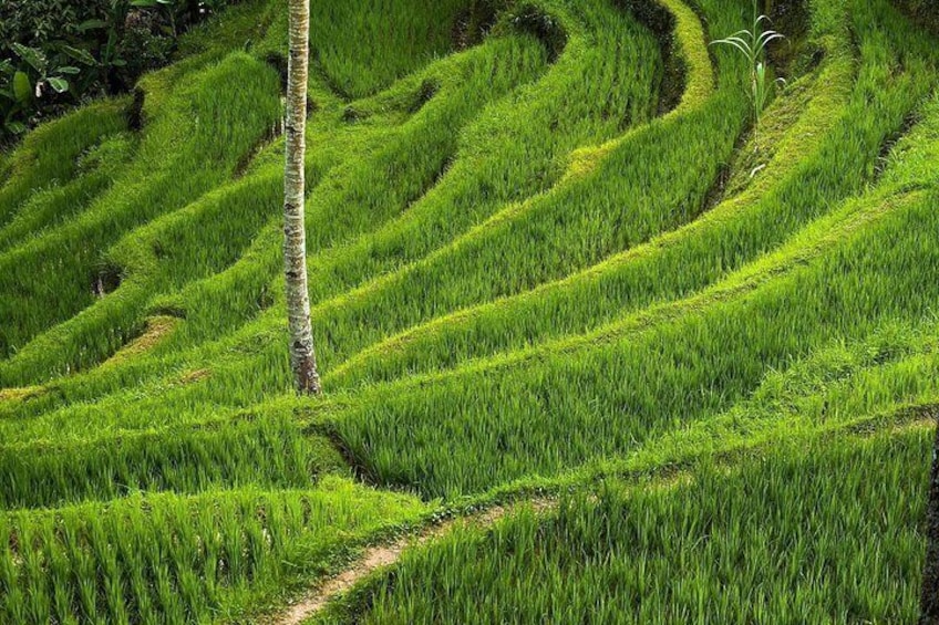 Tegalalang Rice Terrace