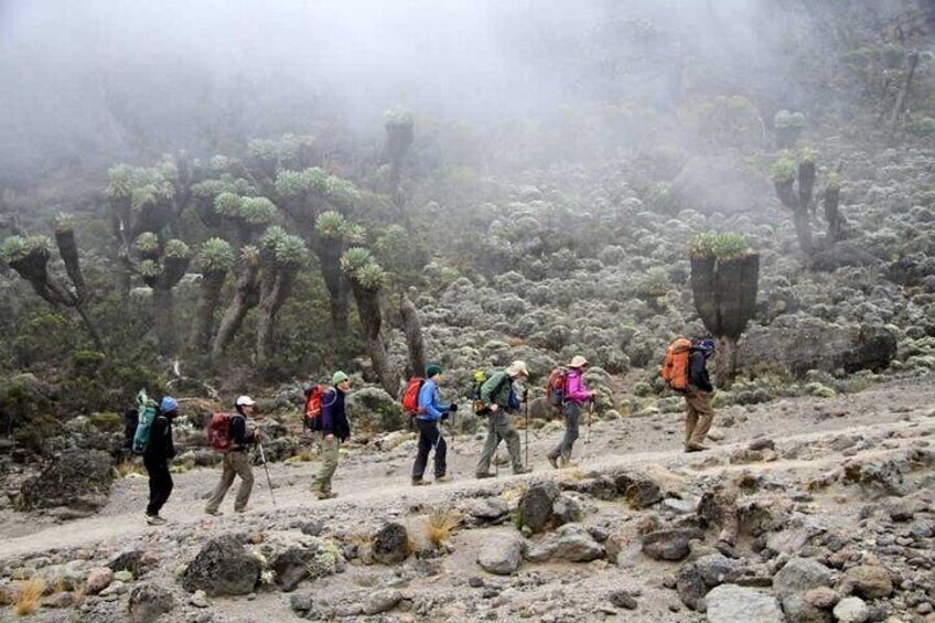 Kilimanjaro-marangu Route 6 Days Itinerary