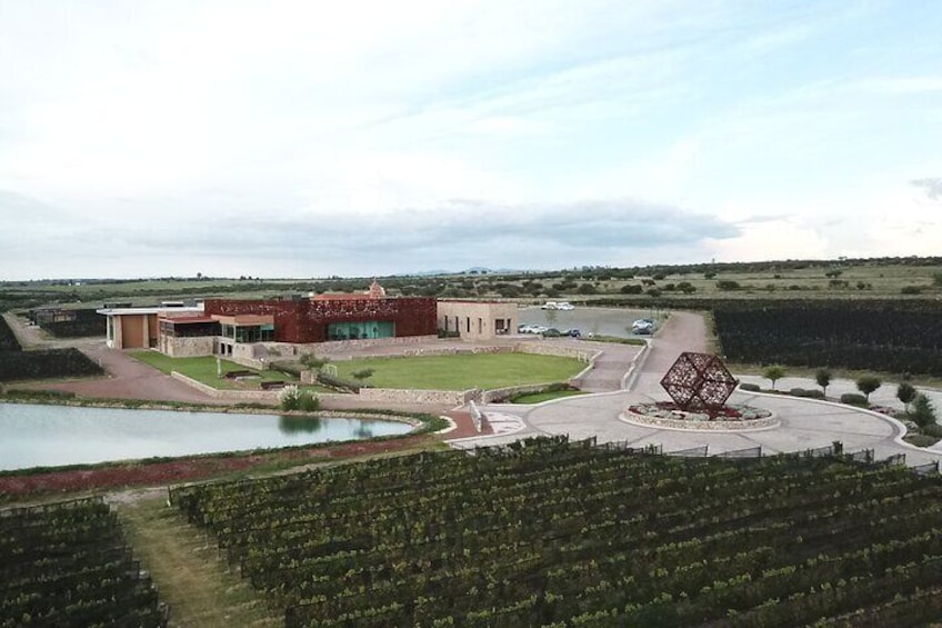Local Vineyard, Tasting, and Culture Tour