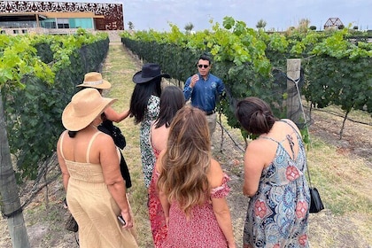 Local Vineyard Tour & Wine Tasting at the Independence Valley