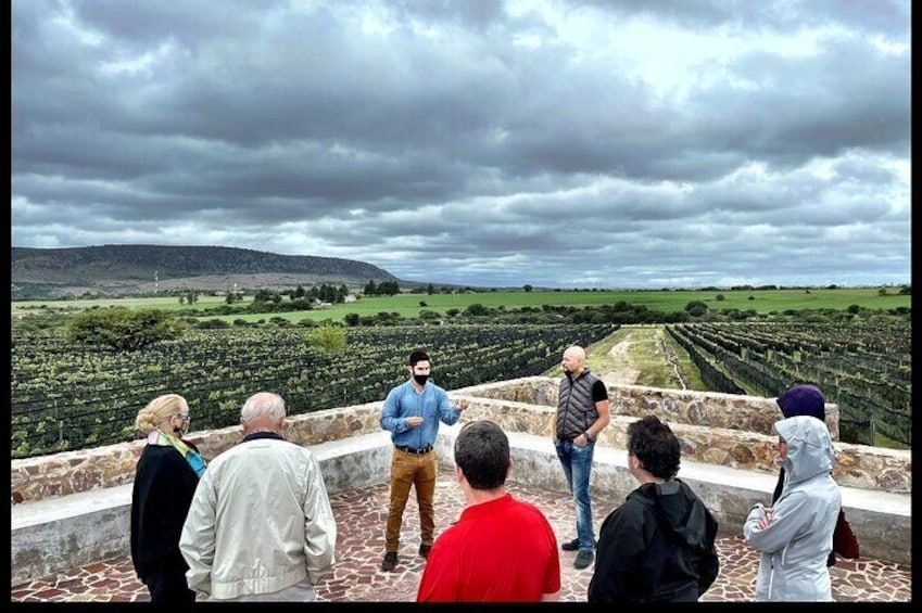 Local Vineyard, Tasting, and Culture Tour