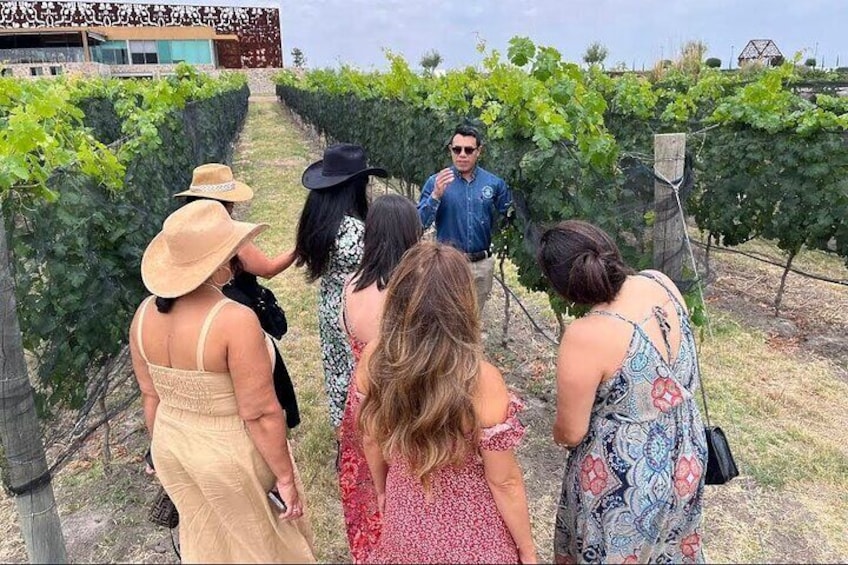 5 Course Menu with Local Wine Pairing at Tres Raíces Winery