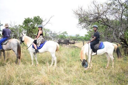 Aerial cableway & Horse Trail Safari