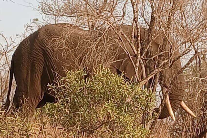 2 Day Pilanesberg Safari in 3 Star Lodge