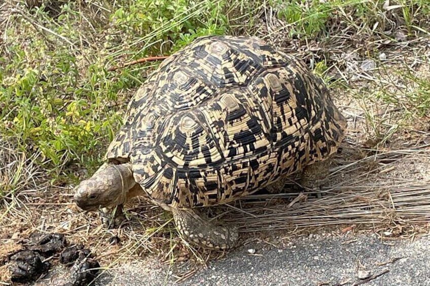 2 Day Kruger National Park Safari