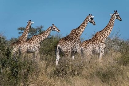 2 Day Kruger National Park Safari