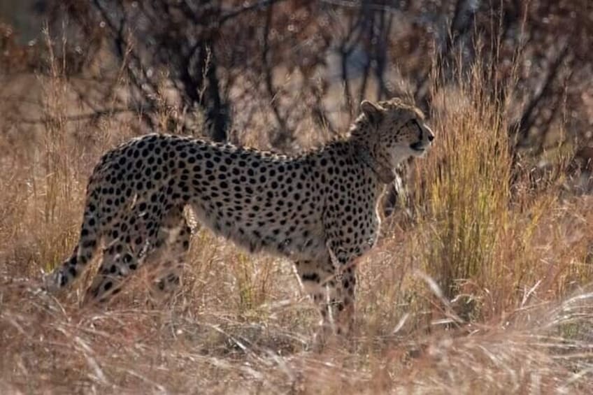 Kruger National Park - 2 Days Kruger huts accommodation