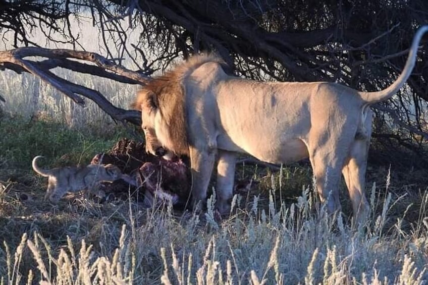 Kruger National Park - 2 Days Kruger huts accommodation