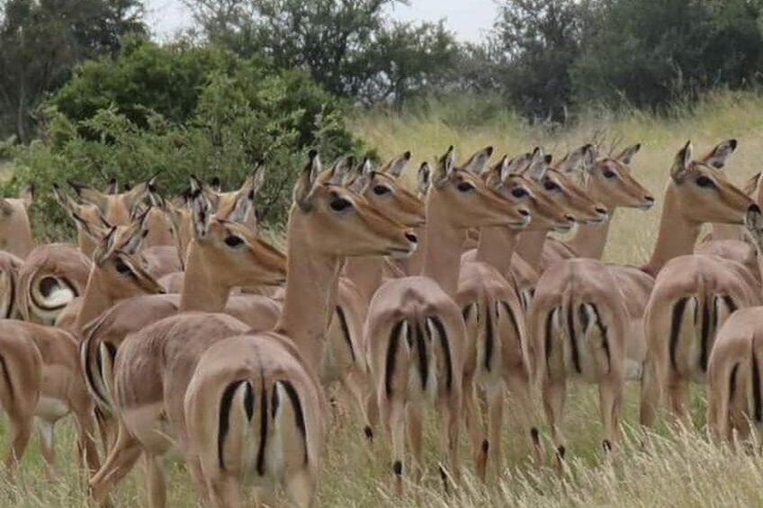 3 Day Kruger National Park from Johannesburg Round Trip