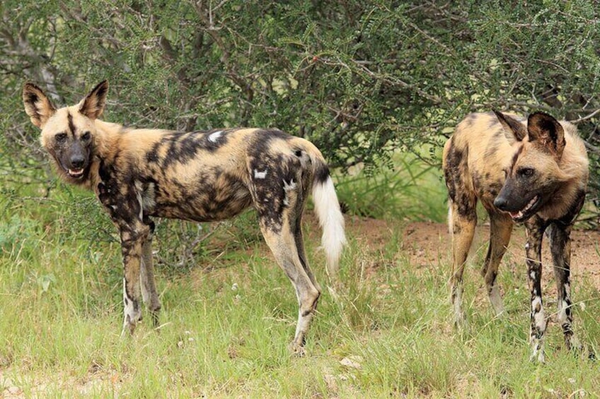 3 Day Kruger National Park from Johannesburg Round Trip