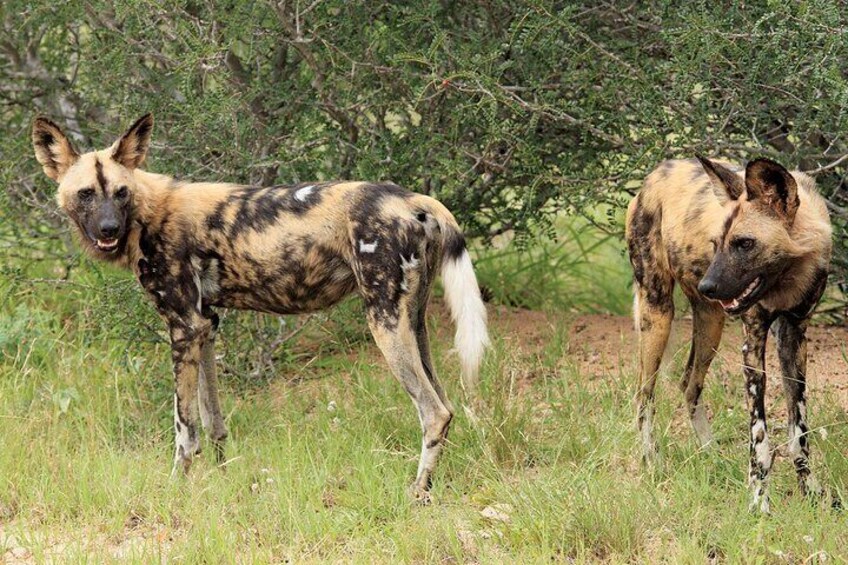 3 Day Kruger National Park from Johannesburg Round Trip