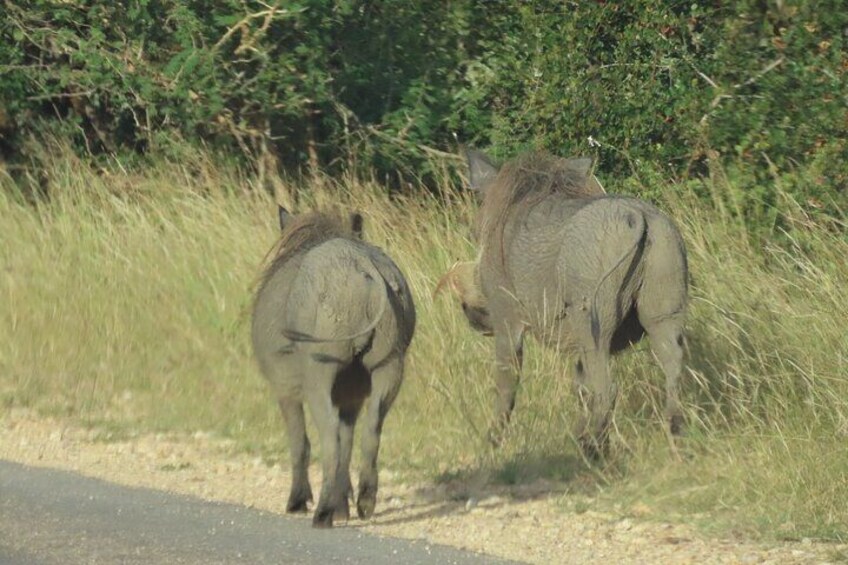 3 Day Kruger National Park Safari & Panorama Route 