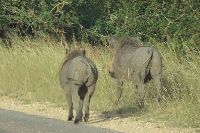 3 Day Kruger National Park Safari & Panorama Route