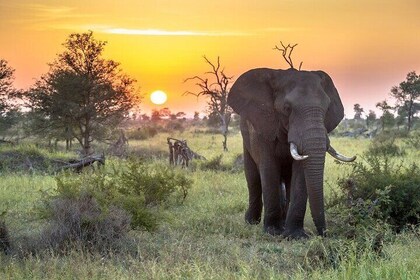 3 Day Kruger National Park Safari & Panorama Route